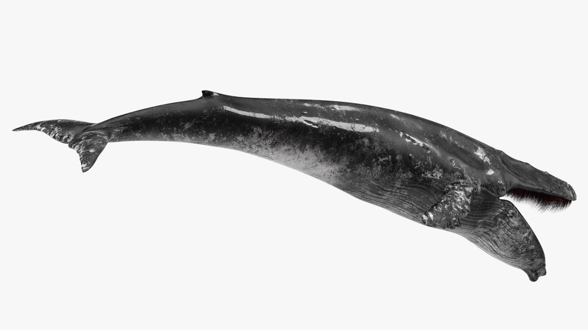 Baleen Whale Balaenoptera Musculus Old Fur Model - TurboSquid 2062556