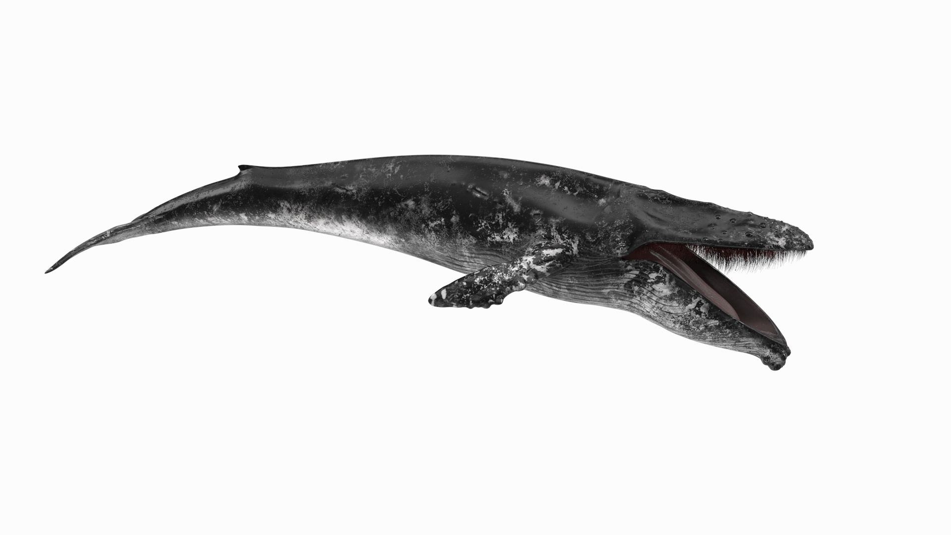 Baleen Whale Balaenoptera Musculus Old Fur model - TurboSquid 2062556