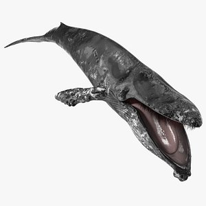 Baleen Whale Balaenoptera Musculus Old Fur model