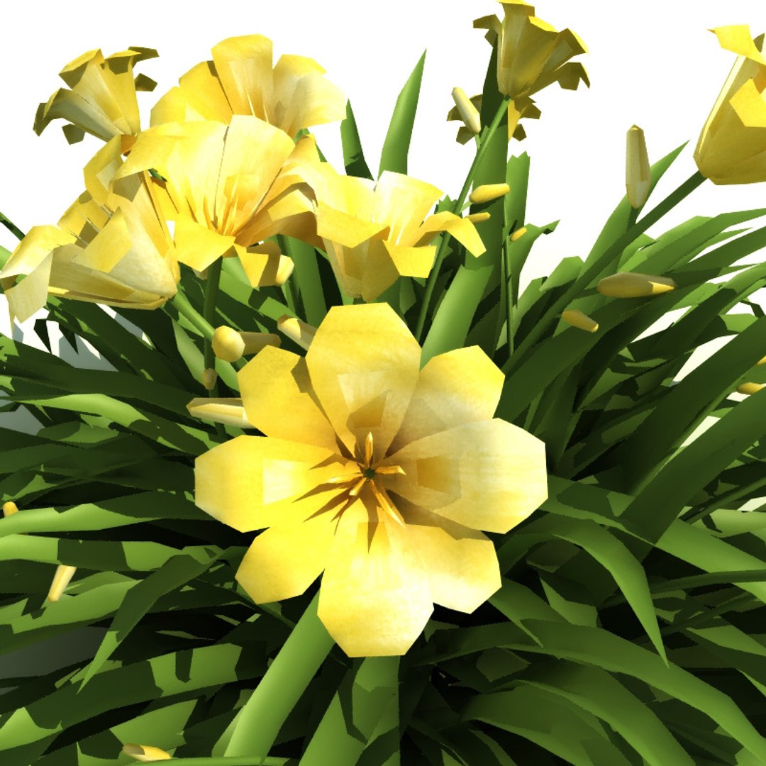 3d Model Hemerocallis Stella Oro