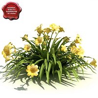 Hemerocallis (Stella de Oro)