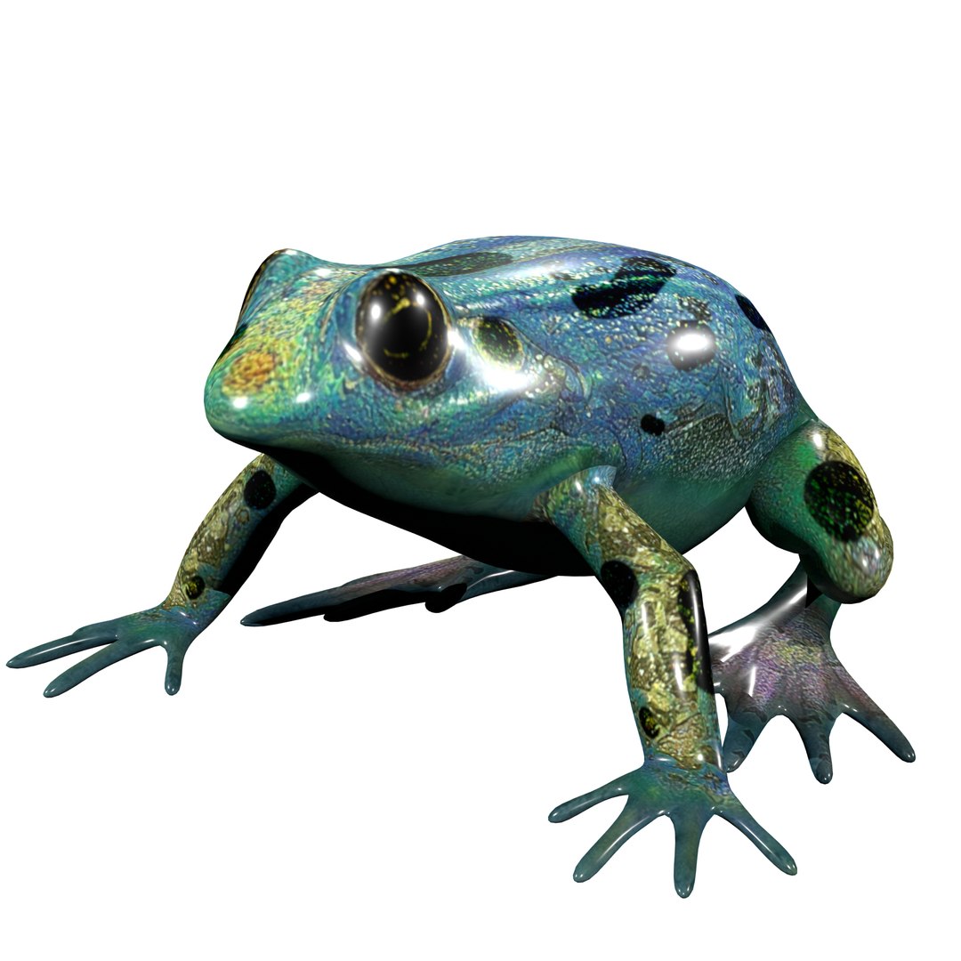 Poison Dart Frog Rig Low-poly 3D model https://p.turbosquid.com/ts-thumb/Of/03ChgK/nB/render_1_0008/jpg/1762193424/1920x1080/fit_q87/ff75645f1a212969a49eca0491d215c17b61661d/render_1_0008.jpg