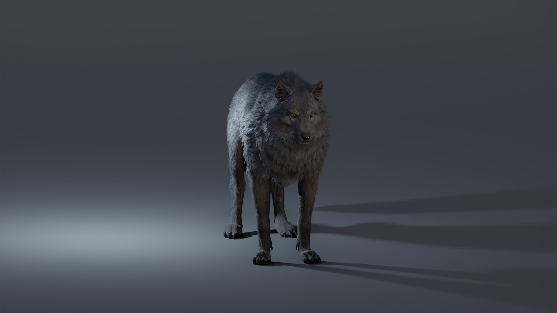 Black Wolf - twilight replica rigged model - TurboSquid 2047191