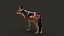 Black Backed Jackal FUR