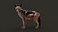 Black Backed Jackal FUR