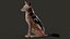 Black Backed Jackal FUR