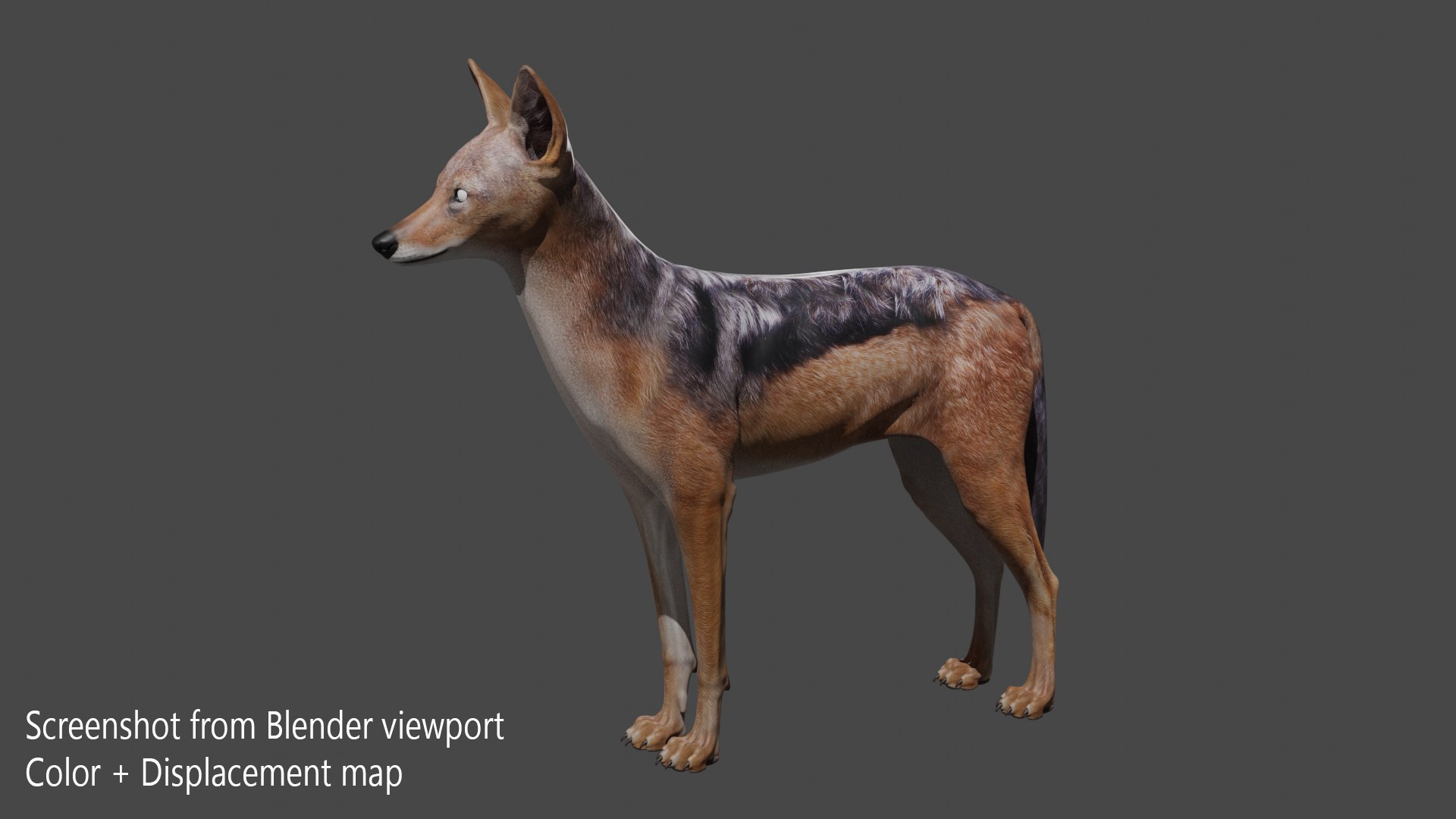 3D model Black Backed Jackal FUR https://p.turbosquid.com/ts-thumb/Of/2IE061/ax/blender_01/jpg/1676727905/1920x1080/fit_q87/89457b68a5994488a8e08ae05ba78baf07b2206f/blender_01.jpg