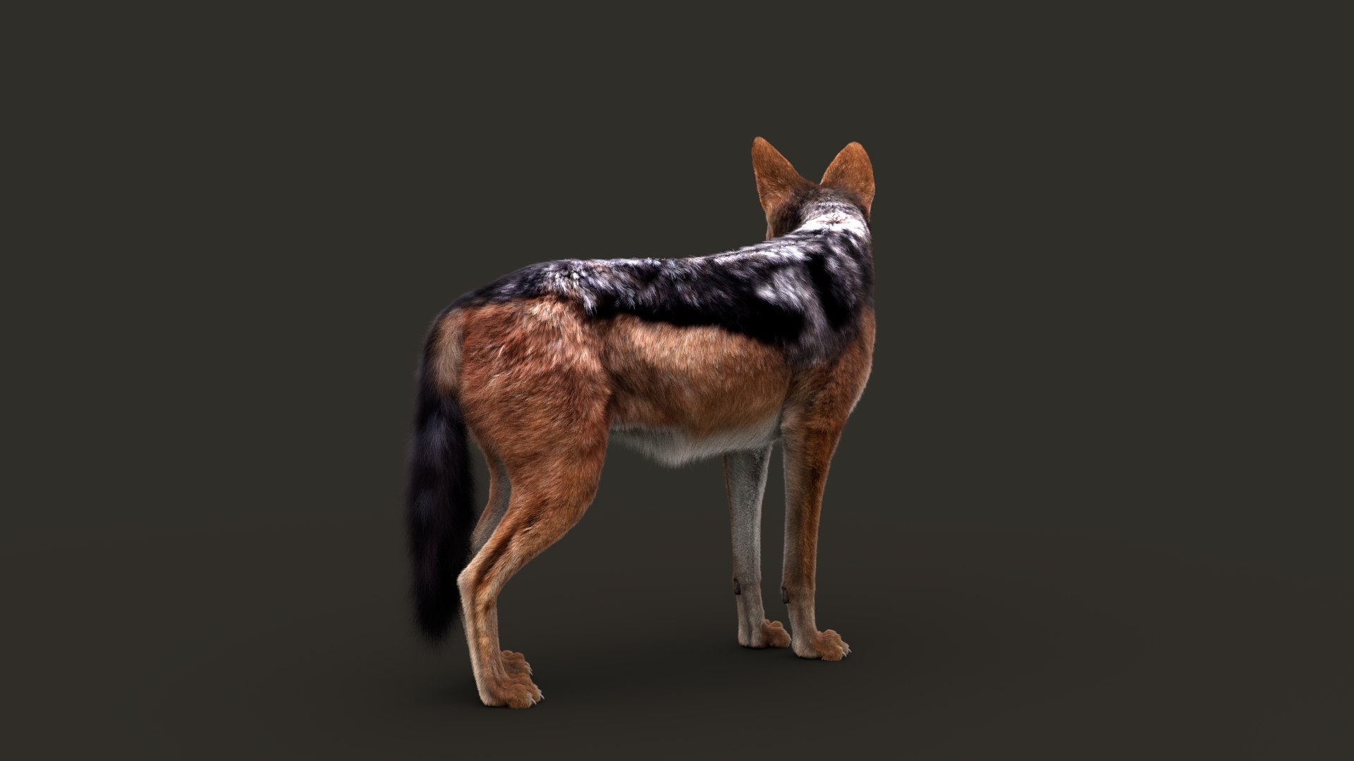 3D model Black Backed Jackal FUR https://p.turbosquid.com/ts-thumb/Of/2IE061/rU/jackalc/jpg/1676908264/1920x1080/fit_q87/22f585a18f9a23c1bc4be004ada790e557df4a47/jackalc.jpg