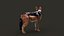 Black Backed Jackal FUR