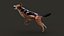 Black Backed Jackal FUR