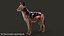 Black Backed Jackal FUR