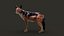 Black Backed Jackal FUR