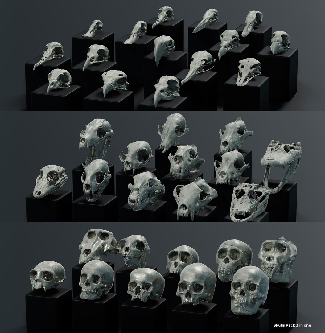 3D Skulls Pack 3 in 1  model https://p.turbosquid.com/ts-thumb/Of/5sXreC/T5/skullspackimage/jpg/1617615111/1920x1080/fit_q87/98ecf2c599f6bb1a6d1fb197f2cf347d5b655762/skullspackimage.jpg