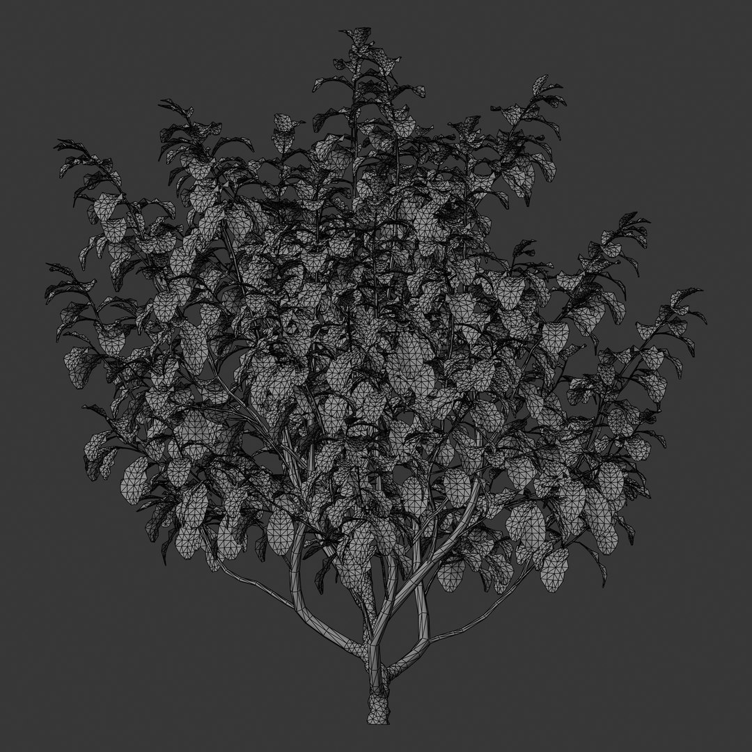 Plant Models Vol 2 - Mesh model https://p.turbosquid.com/ts-thumb/Of/6ljLZy/A7/mt_pm_v2_parrotia_persica_01_01_wireframe_front/png/1781142424/1920x1080/fit_q87/3a9cb3743463fa30329530edddc73f44d96910ab/mt_pm_v2_parrotia_persica_01_01_wireframe_front.jpg