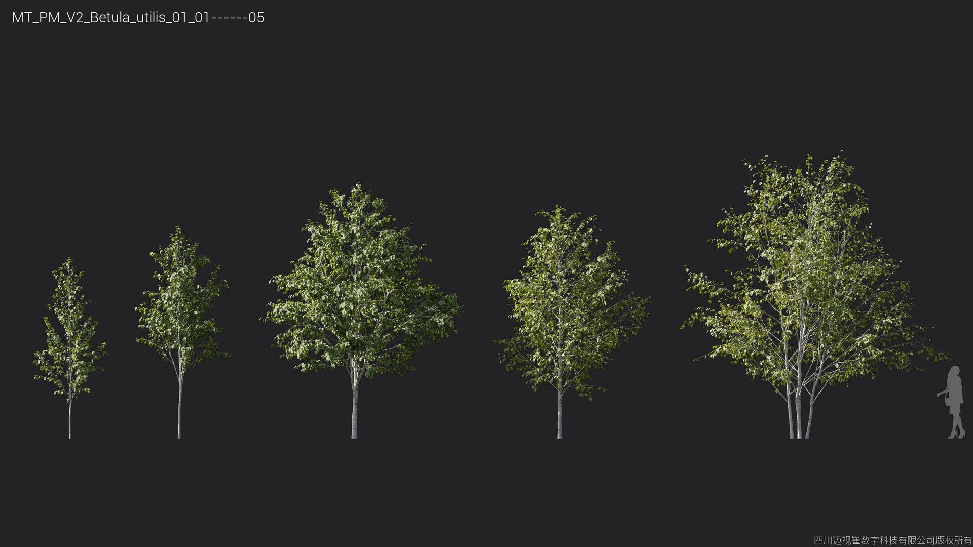 Plant Models Vol 2 - Mesh model https://p.turbosquid.com/ts-thumb/Of/6ljLZy/Eu/mt_pm_v2_betula_utilis_01_0105/jpg/1781142304/1920x1080/fit_q87/e347e55a48771fa92446f8ea85f584012b82a7c3/mt_pm_v2_betula_utilis_01_0105.jpg