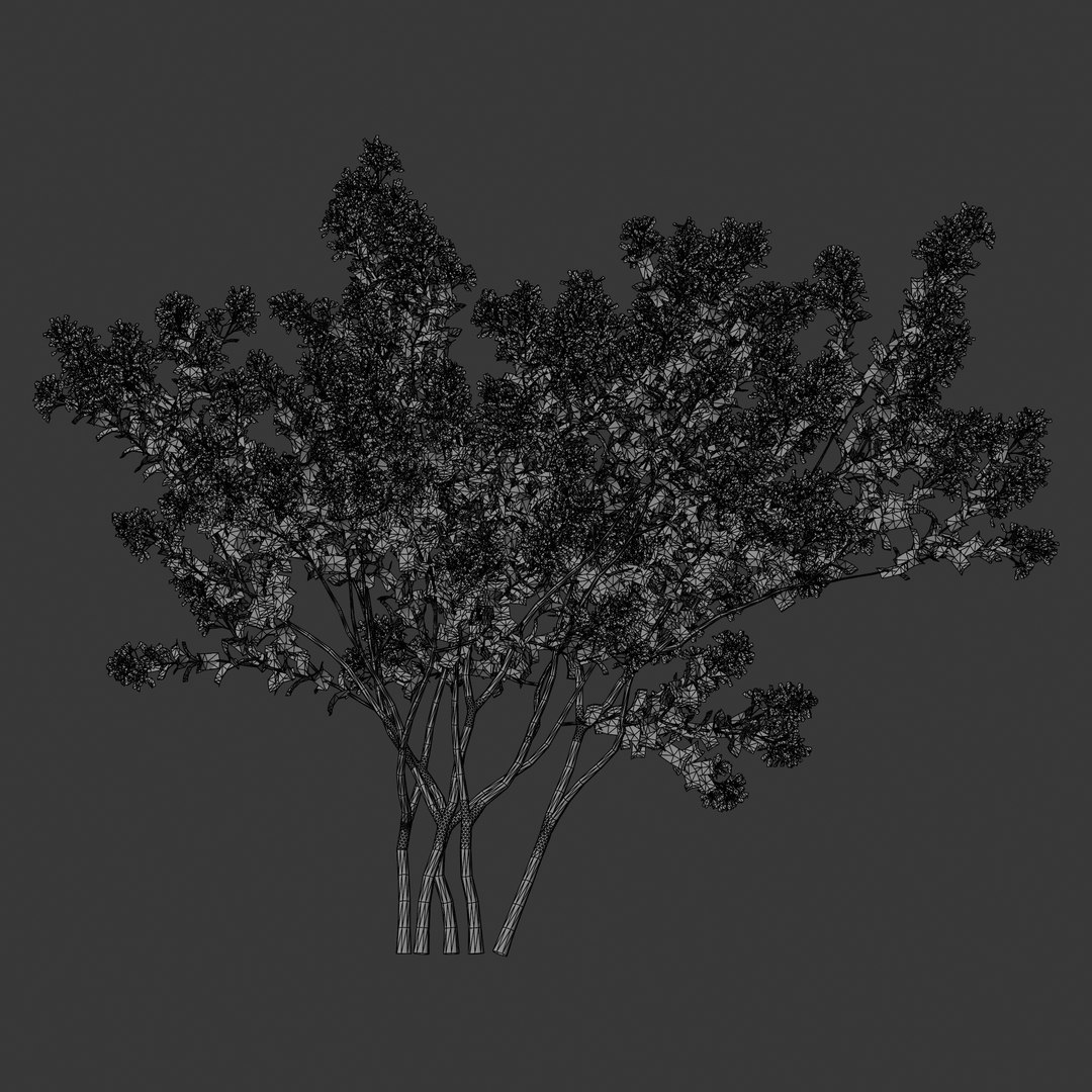 Plant Models Vol 2 - Mesh model https://p.turbosquid.com/ts-thumb/Of/6ljLZy/nb/mt_pm_v2_lagerstroemia_indica_01_01_wireframe_front/png/1781142419/1920x1080/fit_q87/cfa3882ffa4d7b72ab9200092777012f53fa0eb8/mt_pm_v2_lagerstroemia_indica_01_01_wireframe_front.jpg