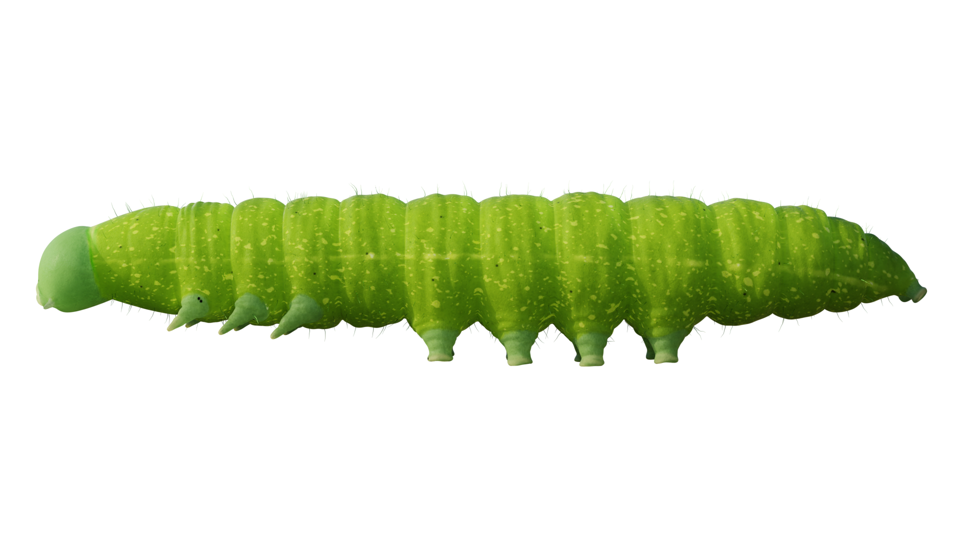 3D rigged caterpillar https://p.turbosquid.com/ts-thumb/Of/MAYw68/2eJbSBz6/cat/png/1517263553/1920x1080/turn_fit_q99/1e85e76f4f4dbe309d5210996ad75d19e44fec5a/cat-1.jpg