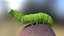 Oruga insecto aparejado