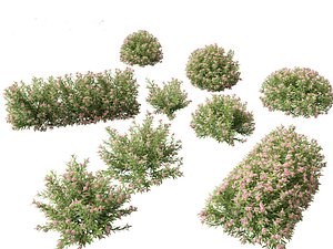 3D Daphne Spring Pink Eternal Fragrance