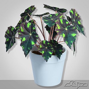 begonia houseplant 3d max