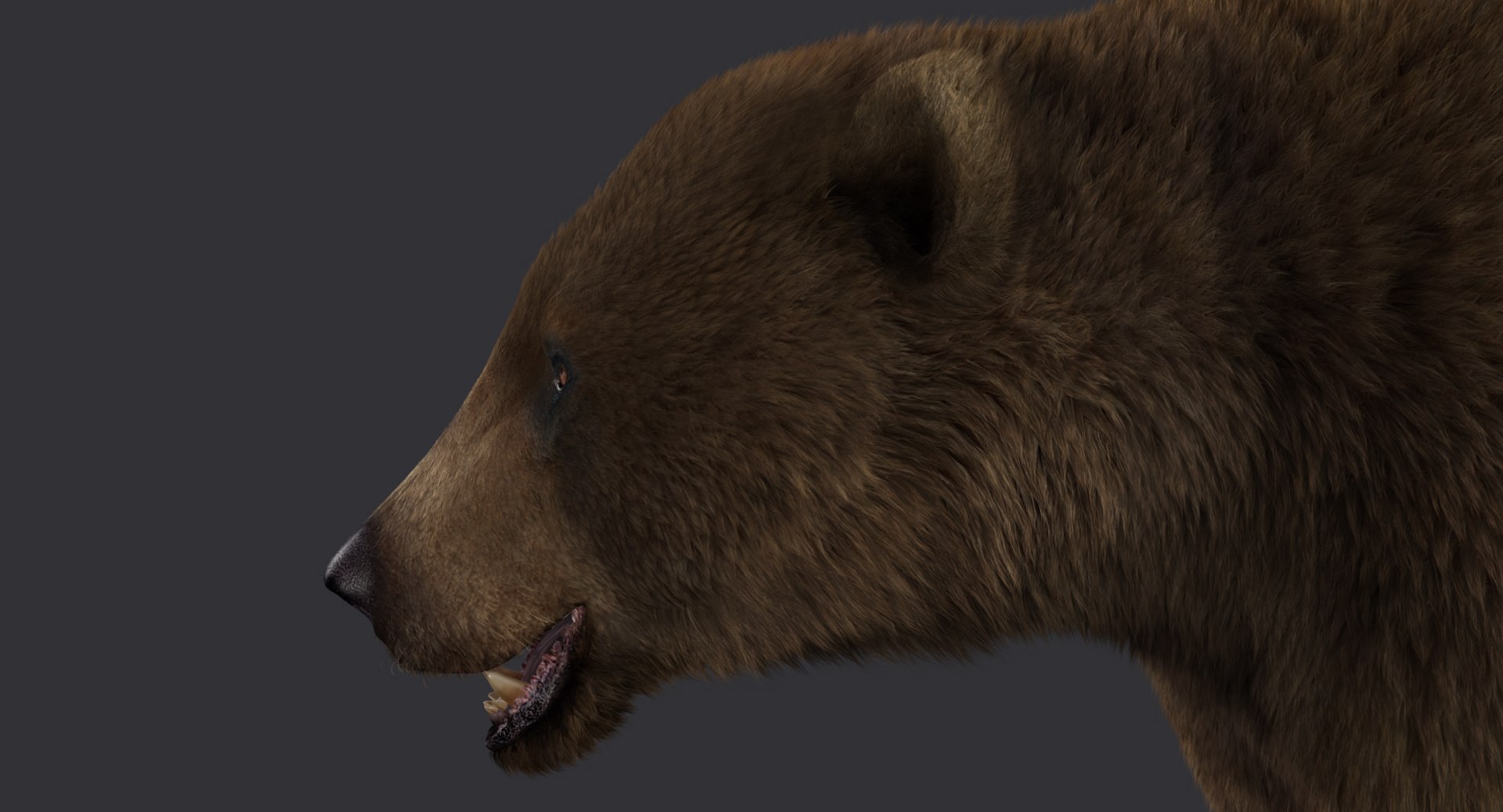 3d model of bear rigged 2 fur https://p.turbosquid.com/ts-thumb/Of/bdWWsy/dILXDvGX/dbrown04/jpg/1457397926/1920x1080/fit_q87/531f217baf03fc07a9394682a88d3068e20f2ee7/dbrown04.jpg