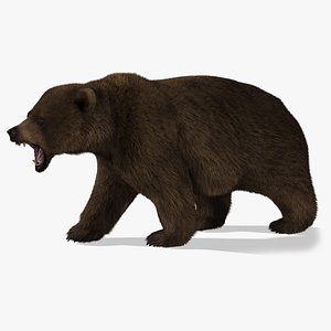 3d model of bear rigged 2 fur