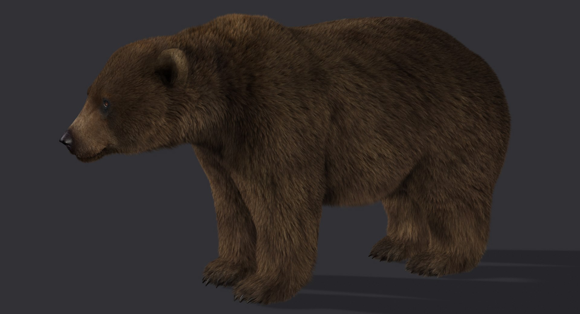 3d model of bear rigged 2 fur https://p.turbosquid.com/ts-thumb/Of/bdWWsy/iEXIfCxT/dbrown00a/jpg/1457397926/1920x1080/fit_q87/73fdf4fce8d5b9d31384b1989582202df3c3e5a5/dbrown00a.jpg