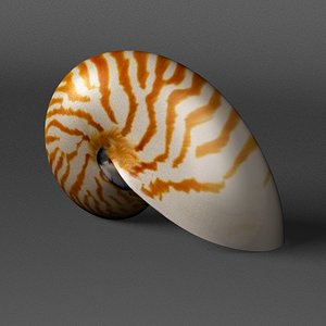 Nautilus Shell