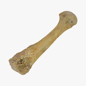 second metatarsal bone 01 3D