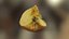 Bitten Apple