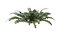 Sword Ferns 01-08 with LODs