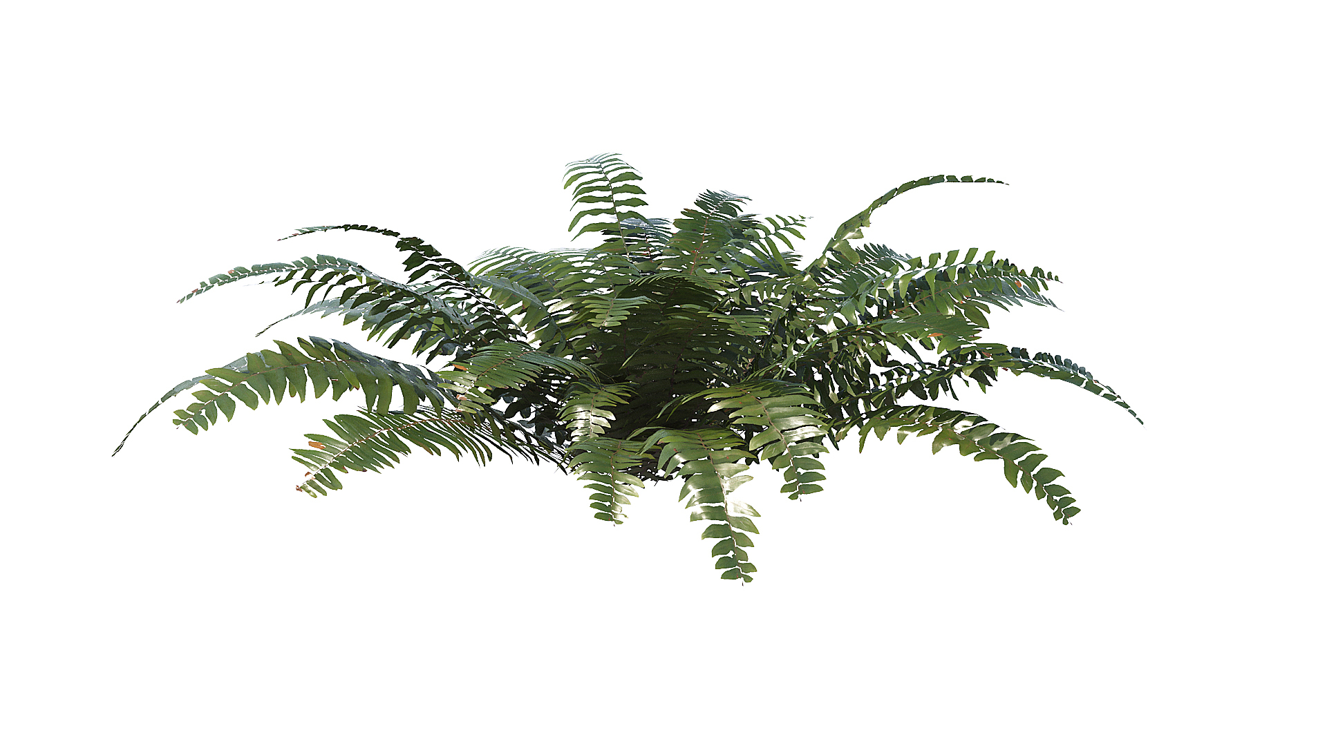 3D model Sword Ferns 01-08 with LODs https://p.turbosquid.com/ts-thumb/Of/sRTIkj/9X/t/jpg/1748942783/1920x1080/turn_fit_q99/619ab8288b0fc76c08645847dbe01f2cac892d9e/t-1.jpg