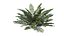 Sword Ferns 01-08 with LODs
