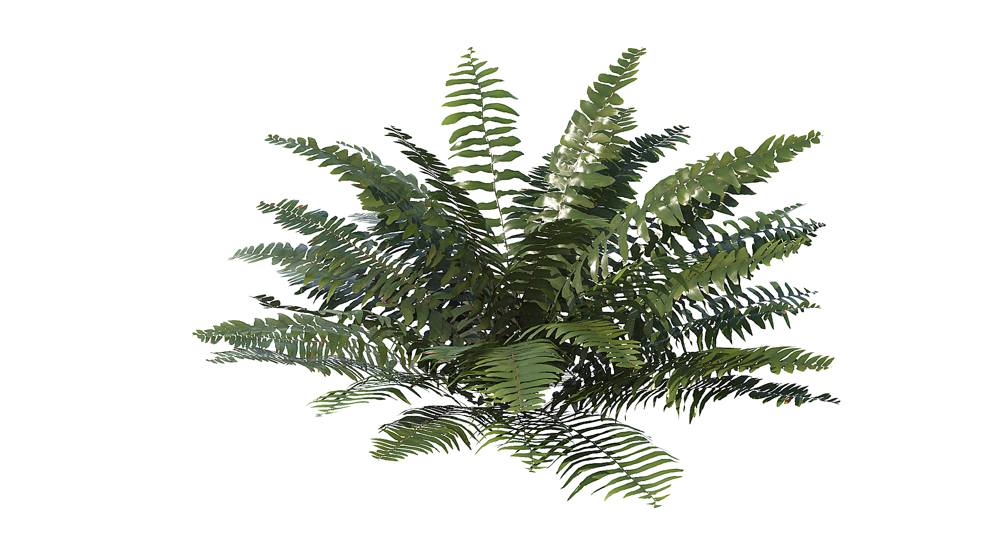 3D model Sword Ferns 01-08 with LODs https://p.turbosquid.com/ts-thumb/Of/sRTIkj/HK/t/jpg/1748942631/1920x1080/turn_fit_q99/4864e8ed53cbd8d75c30e17bec906631bc249acd/t-1.jpg