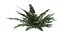 Sword Ferns 01-08 with LODs