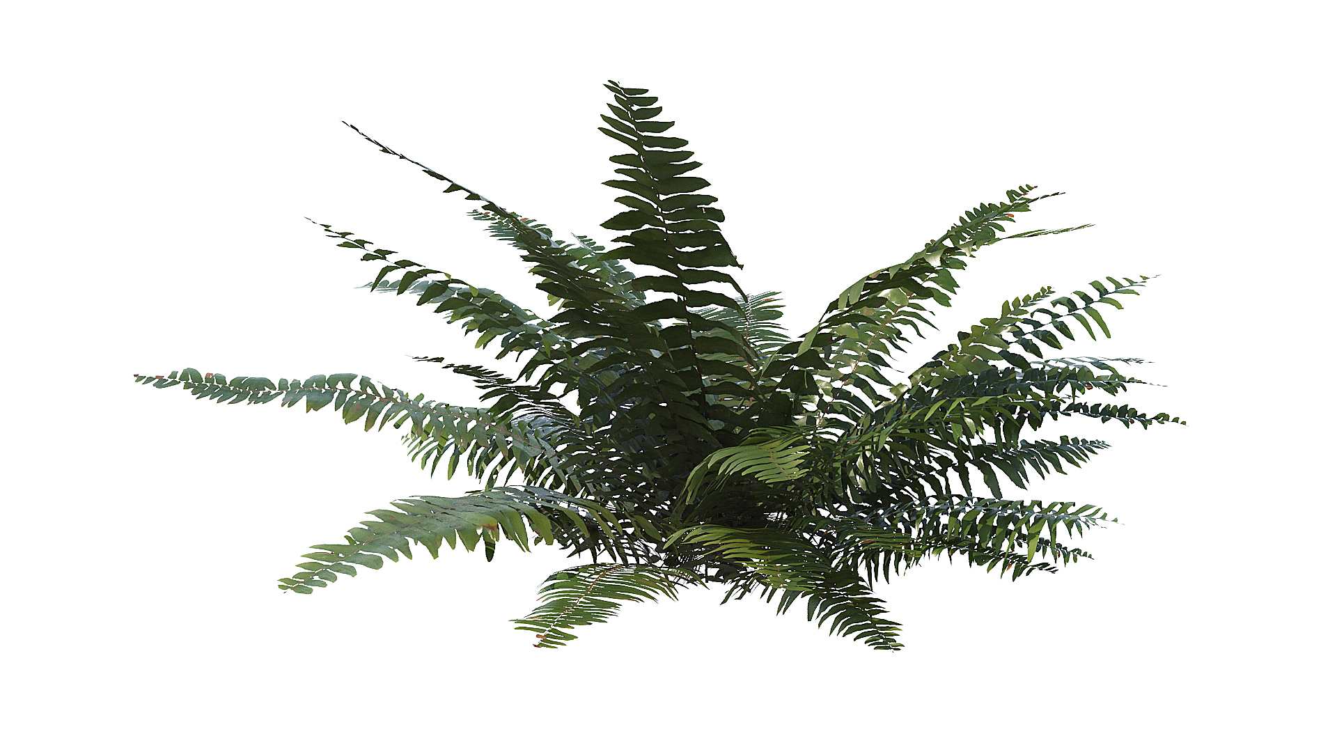 3D model Sword Ferns 01-08 with LODs https://p.turbosquid.com/ts-thumb/Of/sRTIkj/IG/t/jpg/1748942692/1920x1080/turn_fit_q99/0b397a3b48cf3a4abfe912222f37fdcb408f130f/t-1.jpg