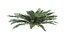 Sword Ferns 01-08 with LODs
