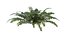 Sword Ferns 01-08 with LODs