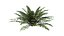 Sword Ferns 01-08 with LODs
