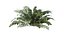 Sword Ferns 01-08 with LODs