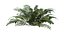Sword Ferns 01-08 with LODs
