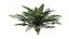 Sword Ferns 01-08 with LODs