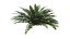 Sword Ferns 01-08 with LODs