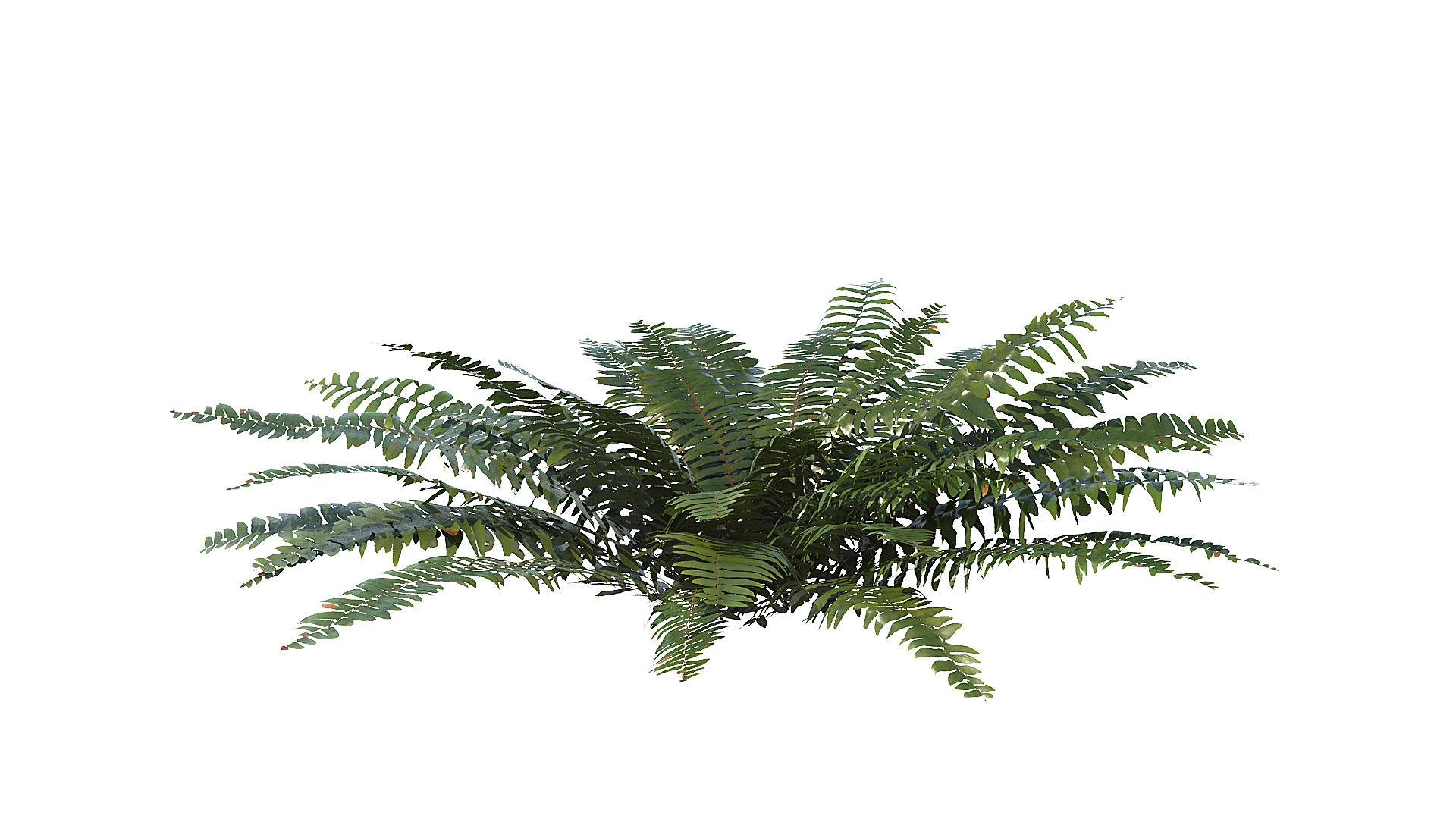3D model Sword Ferns 01-08 with LODs https://p.turbosquid.com/ts-thumb/Of/sRTIkj/mx/t/jpg/1748942762/1920x1080/turn_fit_q99/aa25273abe7feb25adeb7a4b604ffb33e3116e32/t-1.jpg
