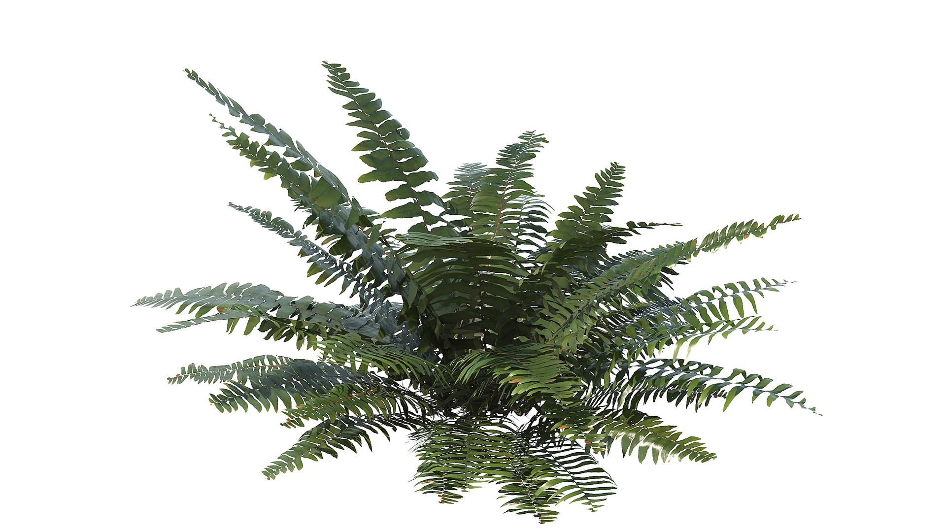 3D model Sword Ferns 01-08 with LODs https://p.turbosquid.com/ts-thumb/Of/sRTIkj/tx/a_0015/jpg/1748942961/1920x1080/fit_q87/0b89944c662ffe85e57c60a157a1e890d1038429/a_0015.jpg