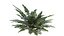 Sword Ferns 01-08 with LODs