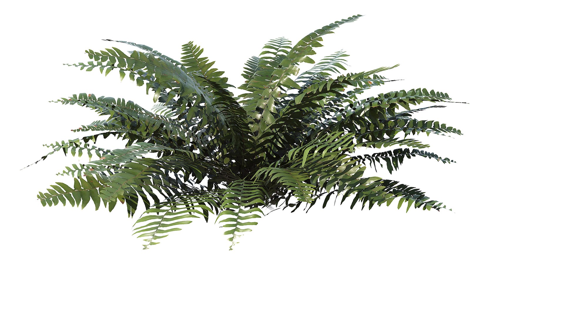 3D model Sword Ferns 01-08 with LODs https://p.turbosquid.com/ts-thumb/Of/sRTIkj/uY/a_0012/jpg/1748942940/1920x1080/fit_q87/2bcb04e1a2fdfa72a4b0bcccbab00eacc2cb11cd/a_0012.jpg