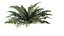 Sword Ferns 01-08 with LODs