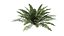 Sword Ferns 01-08 with LODs