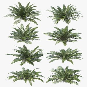 Sword Ferns 01-08 with LODs